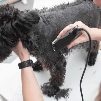 REX 1230-0477