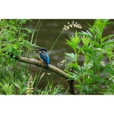 Canon Lens RF 100-400mm f/5.6-8 IS USM