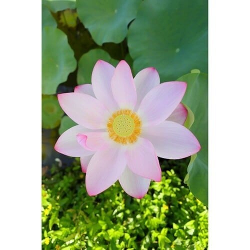 Canon Lens RF 16mm f/2.8 STM