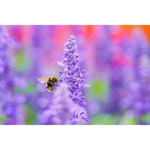 Sigma Lens 105mm F/2.8 DG DN Macro Art for Sony E-mount (Cashback 80€)