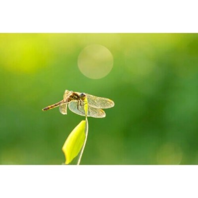 Sigma Lens 105mm F/2.8 DG DN Macro Art for Sony E-mount (Cashback 80€)