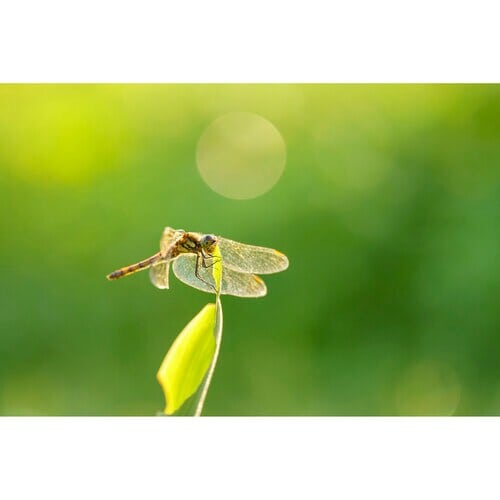 Sigma Lens 105mm F/2.8 DG DN Macro Art for Sony E-mount (Cashback 80€)