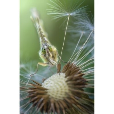 Laowa Lens 100mm f/2.8 Ultra Macro APO Manual for Sony FE