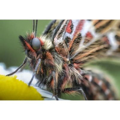 Laowa Lens 100mm f/2.8 Ultra Macro APO Manual for Sony FE