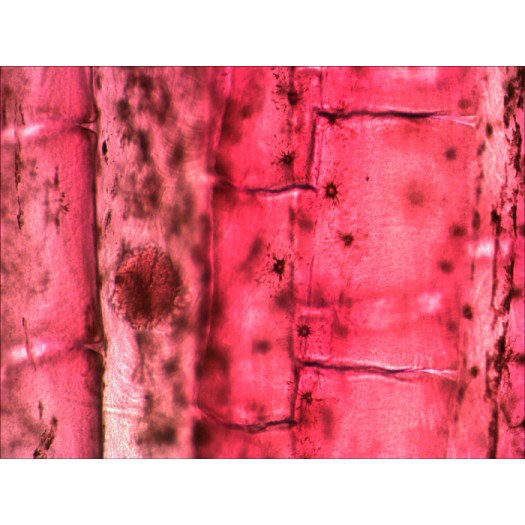 ΠΑΡΑΣΚΕΥΑΣΜΑΤΑ ΣΕΤ 10τμχ