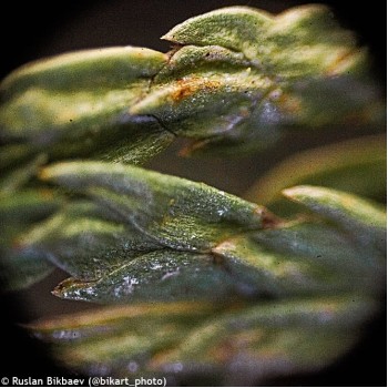 ΜΙΚΡΟΣΚΟΠΙΟ ΒΙΟΛΟΓΙΚΟ RAINBOW 50L PLUS (ORANGE)