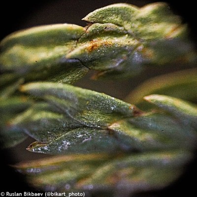 ΜΙΚΡΟΣΚΟΠΙΟ ΒΙΟΛΟΓΙΚΟ RAINBOW 50L PLUS (ORANGE)