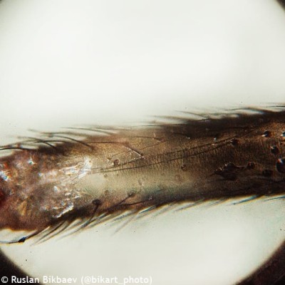 ΜΙΚΡΟΣΚΟΠΙΟ ΒΙΟΛΟΓΙΚΟ RAINBOW 50L PLUS (ORANGE)