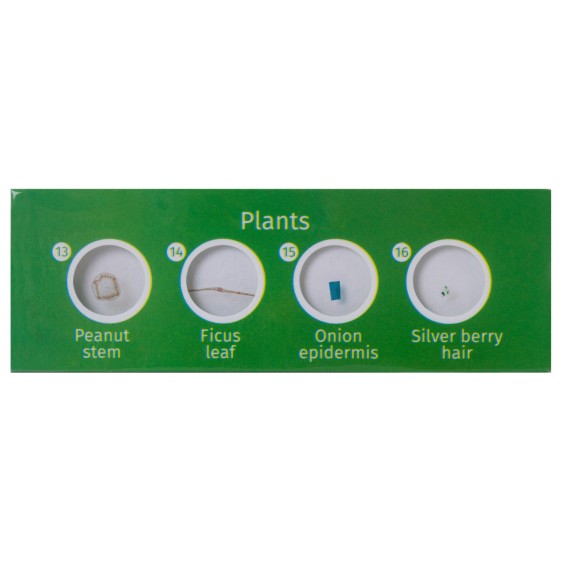 ΠΑΡΑΣΚΕΥΑΣΜΑΤΑ P12 ΣΕΤ 12τμχ ΦΥΤΑ