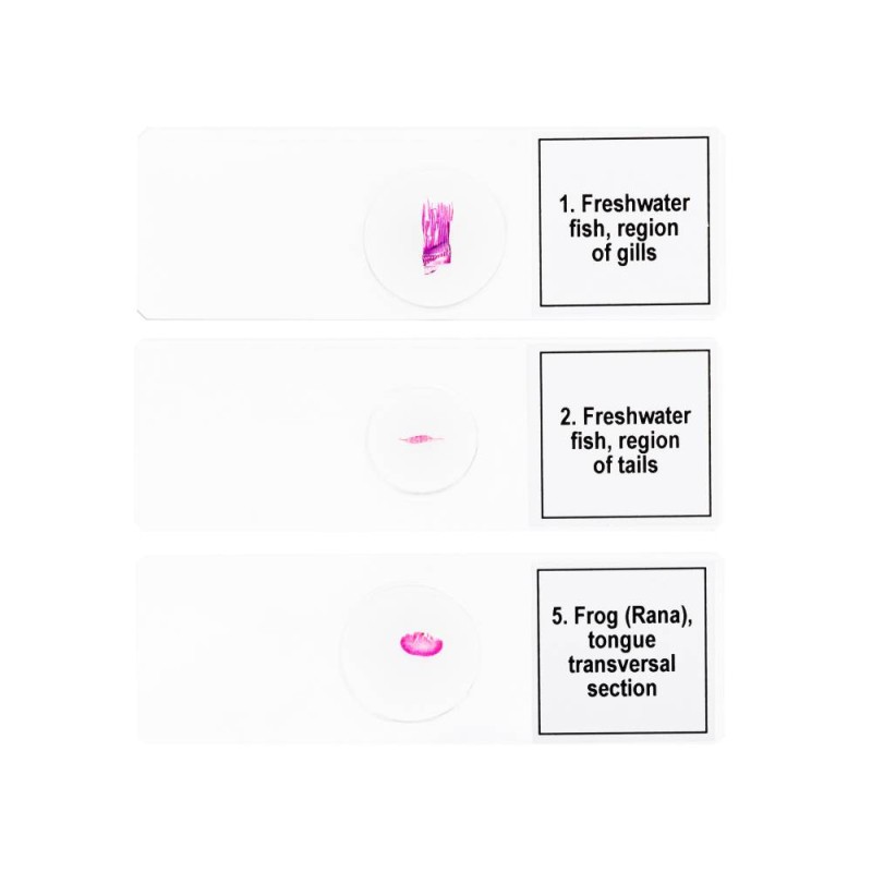 ΠΑΡΑΣΚΕΥΑΣΜΑΤΑ DISCOVERY PROF ΑΜΦΙΒΙΑ