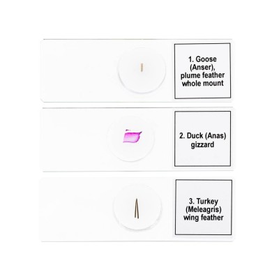 ΠΑΡΑΣΚΕΥΑΣΜΑΤΑ DISCOVERY PROF ΠΟΥΛΙΑ