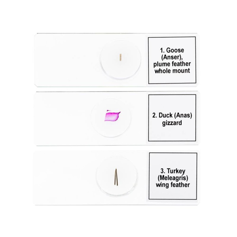 ΠΑΡΑΣΚΕΥΑΣΜΑΤΑ DISCOVERY PROF ΠΟΥΛΙΑ